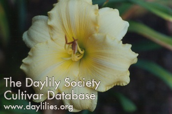 Daylily Whistling Dixie